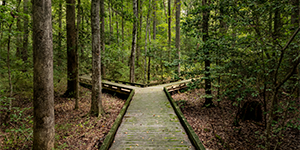 Stock image of a wooden broadwalk with two paths through a dense forest